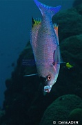 Clepticus-parrai labre creole bouteille nettoyage-Bonaire Buddy reef-27m-20120217-Denis-ADER-DSC_6239_tn
